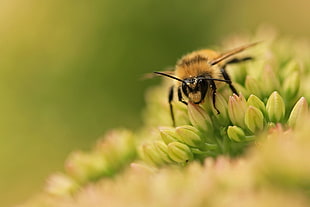 bumblebee perched on green petaled flower closeup photography during daytime